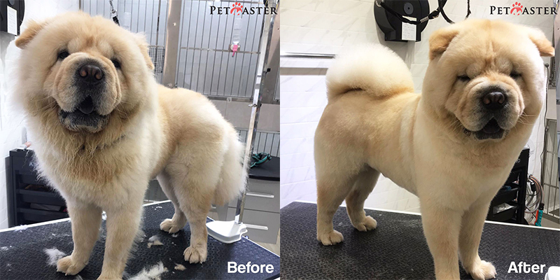 Scissors cut for Chow Chow 